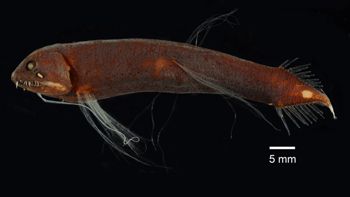 Media type: image; Ichthyology 84843